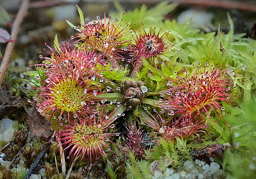 Drosera rotundifolia